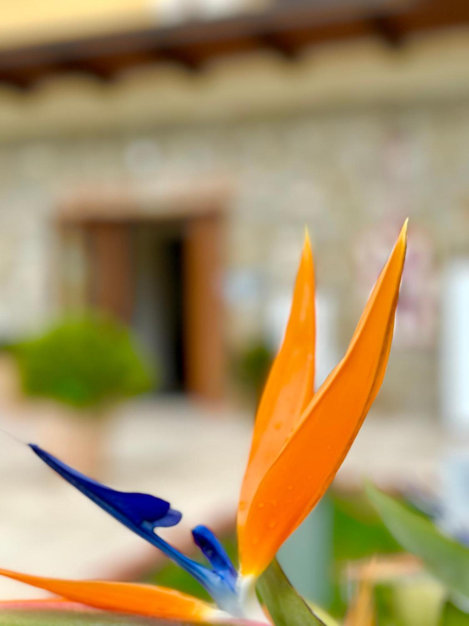 Casale Degli Ulivi Resort Pellare Buitenkant foto